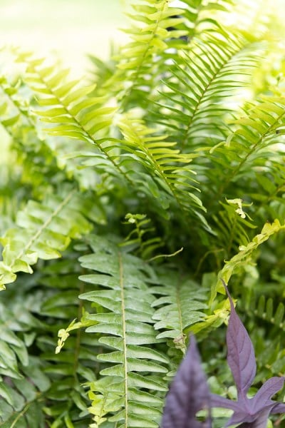 UV Resistant Lifelike Artificial Boston Fern 🌳